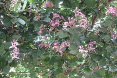 Bauhinia purpurea